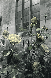 steuerwald, hildesheim, colorierte rose
